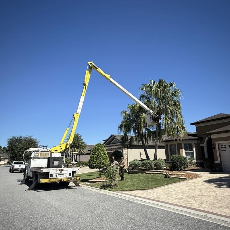 Tree Surgeons trimming a palm tree